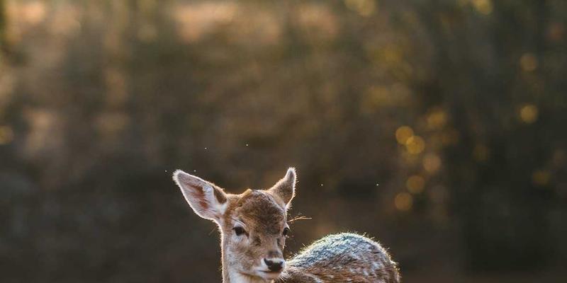专业收纳整理师上门服务全解析：从沙发清洗到办公室保洁的流程与效果评估