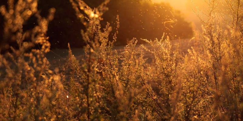 从办公室保洁到家庭管理：如何聘请并管理住家保姆的完整指南